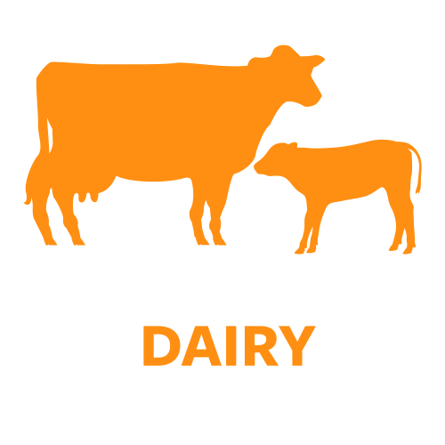 species-dairy