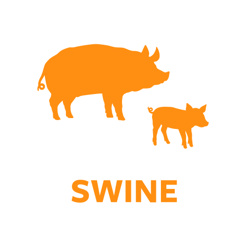 species-swine